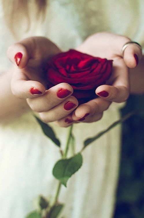 一只手拿玫瑰花图片图片