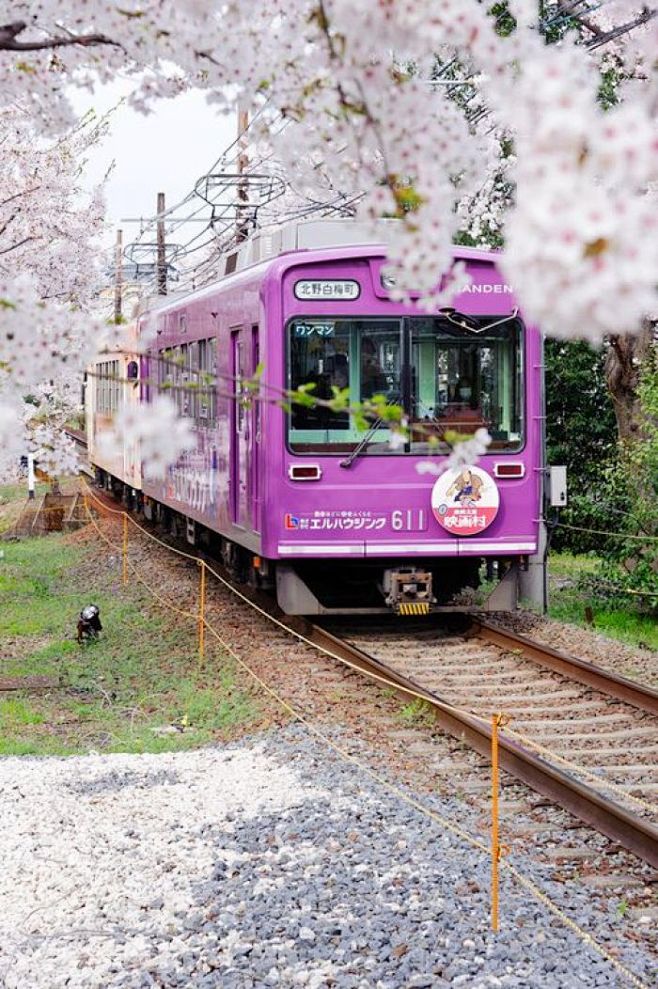 樱花电车专列哪天开开心心的去日本看樱花呀