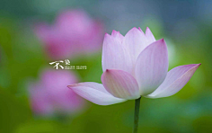 清新=淡雅采集到花朵