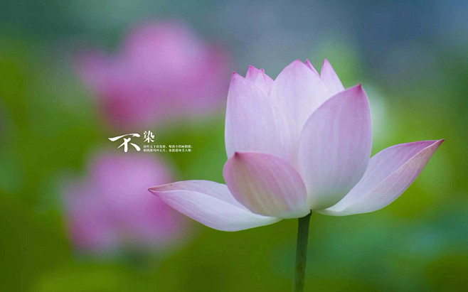 清新=淡雅采集到花朵