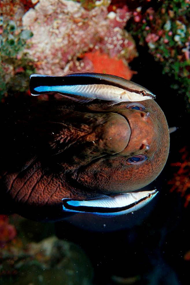 鳗鲡目海鳝科裸胸鳝及清洁鱼