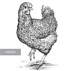 法国的高卢鸡怎么画图片