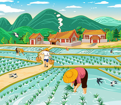 种植水稻插画