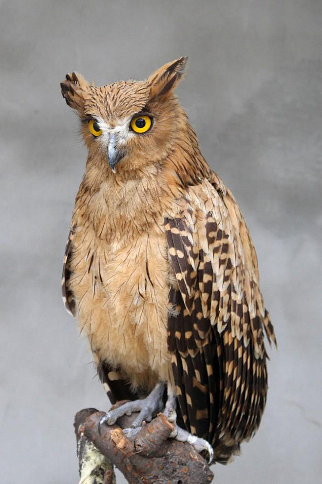 鸮形目鸱鸮科所罗门鸮属黄腿渔 