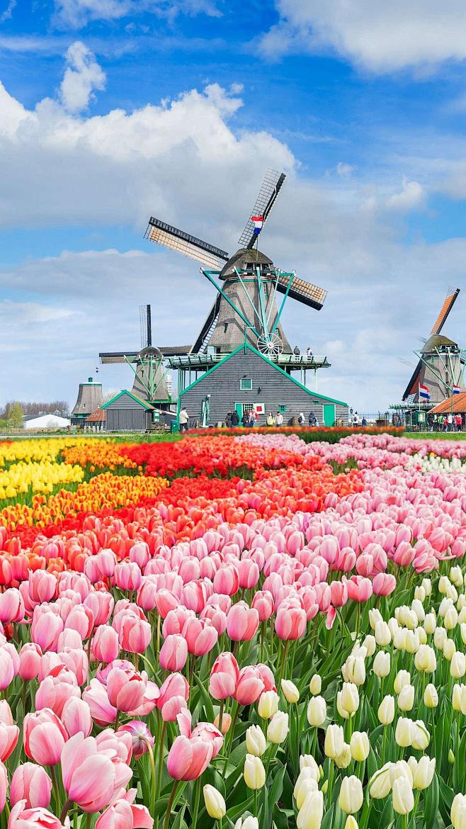 荷兰郁金香花海一场充满颜色的旅行