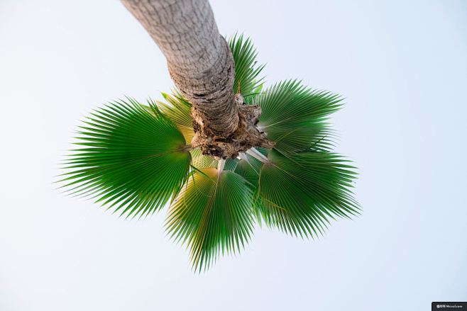 绿树夏天棕榈棕榈树最小最小的景观风景摄影图片图片壁纸