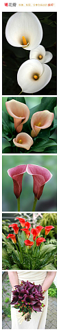 #花瓣花语录#马蹄莲Calla lily，天南星科球根花卉。原产非洲南部，自然花期从3到8月。马蹄莲花语：博爱圣洁，虔诚永恒，优雅高贵，纯洁无暇的爱。