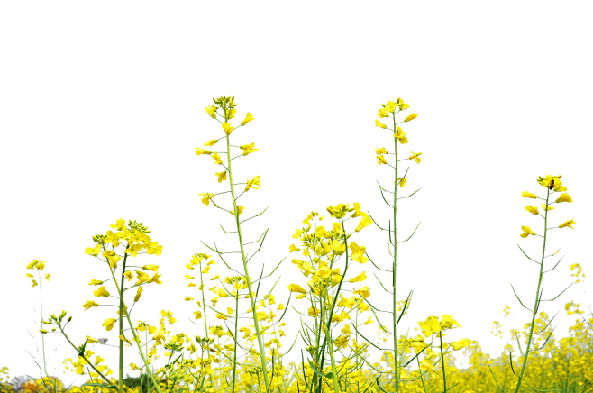 油菜花 植物 素材