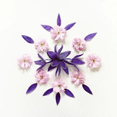 老付_23采集到Flower scape