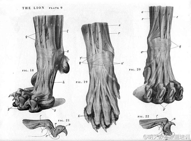 狮子肌肉骨架结构