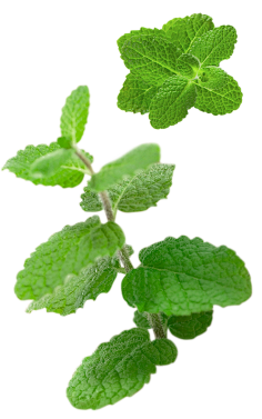 油炸大蜗牛采集到植物素材