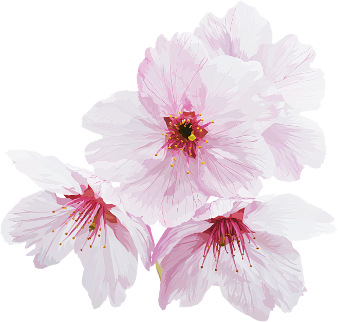 桜素材集4種類 ２バージョン 1