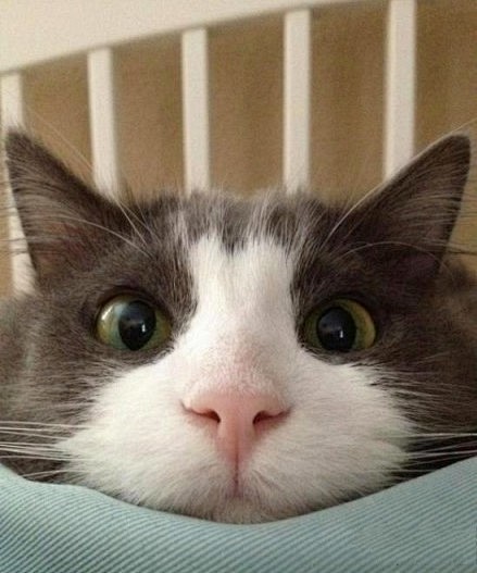 喵星人趴在枕头上瞪大眼睛