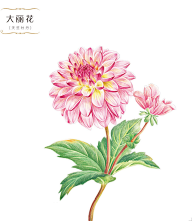 小羊乖乖采集到绘画