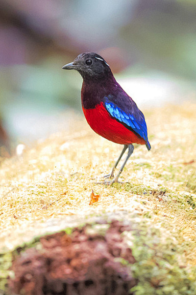 雀形目八色鸫科红胸八色鸫属黑冠八色鸫