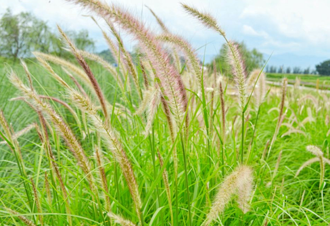 金红羽状狼尾草