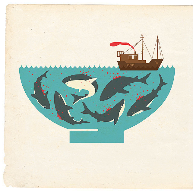 全部尺寸sharkfinsoupflickr相片分享