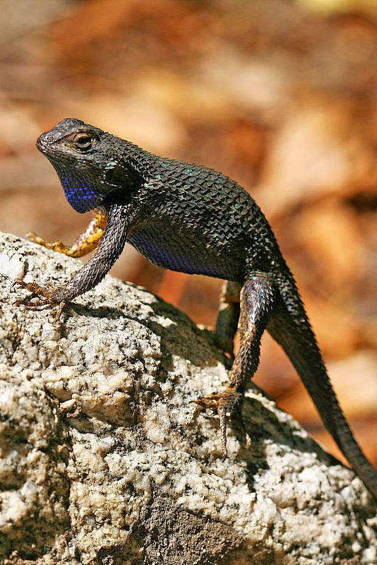 蜥蜴目鬣蜥亚目美洲鬣蜥科角蜥亚科强棱蜥