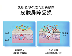 皮膚結構圖