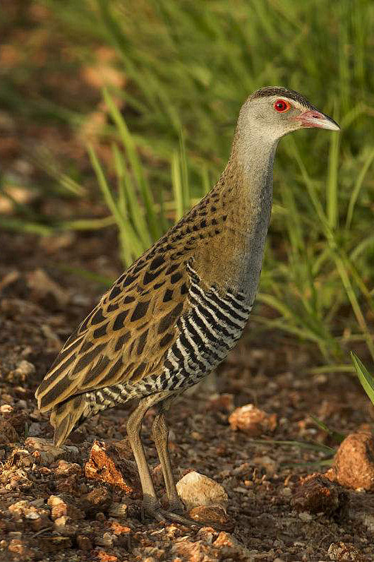 鹤形目秧鸡科长脚秧鸡属非洲秧鸡