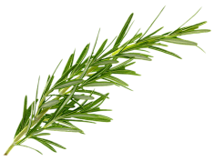 油炸大蜗牛采集到植物素材