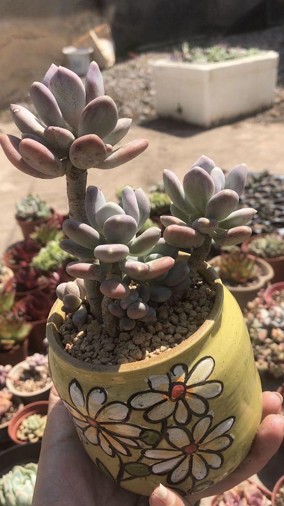 稻田姬 多肉植物