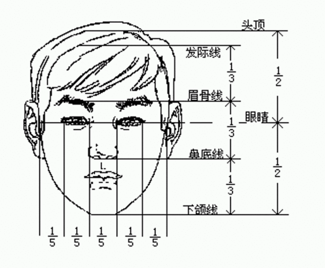 人体比例男子七头半女子七头堆糖美好生活研究所