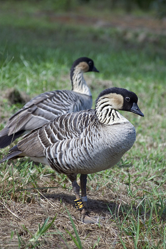 雁形目鸭科黑雁属夏威夷黑雁