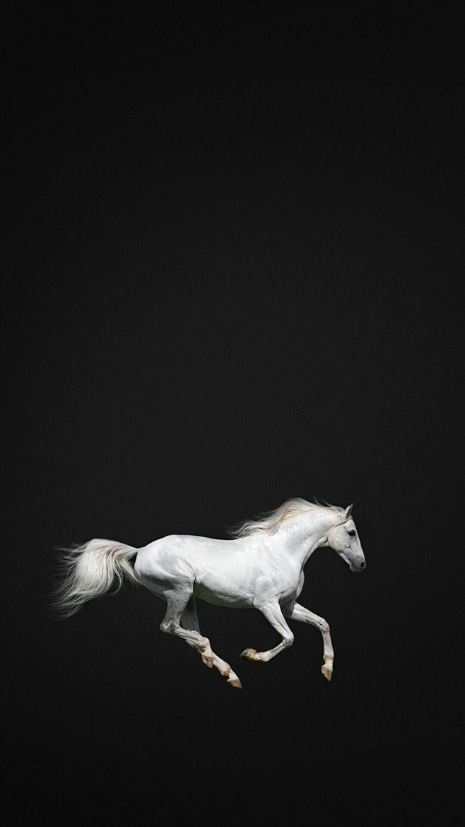 路人 2从大熊d888转采于2021-05-19 16:59:37黑色系d-动物篇路人 2该