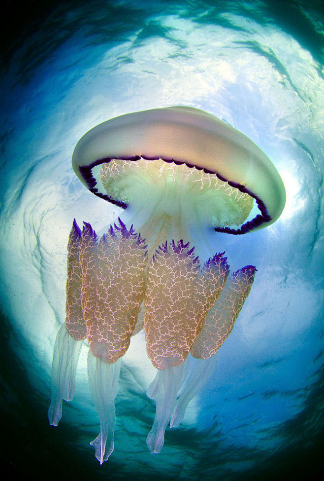 海洋生物漂亮的水母