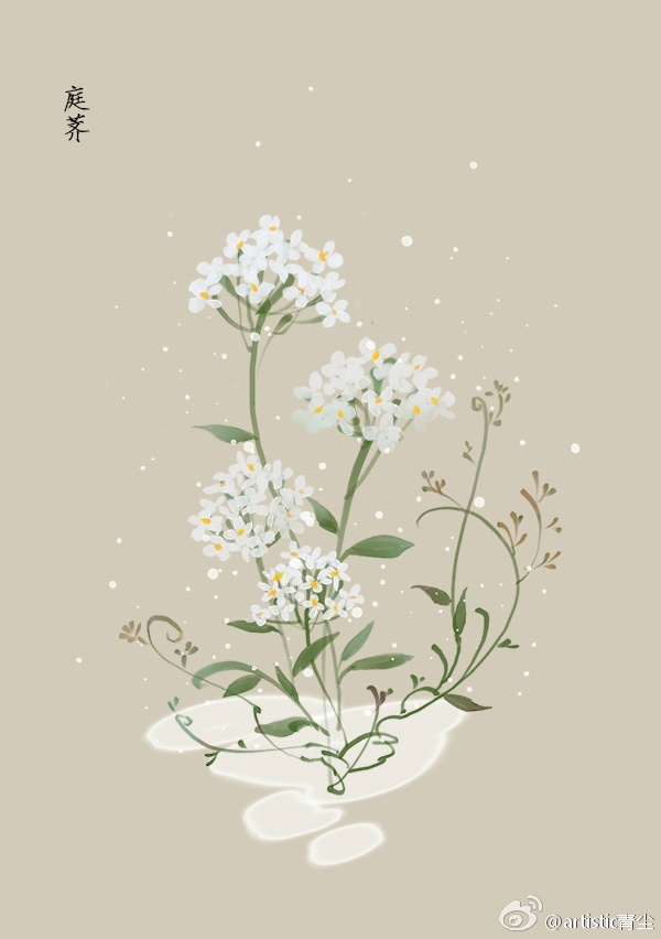 365天生日花 1月12日庭荠 Sweet Alyssum 花语 优雅