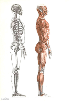四分之三侧面人体结构图片