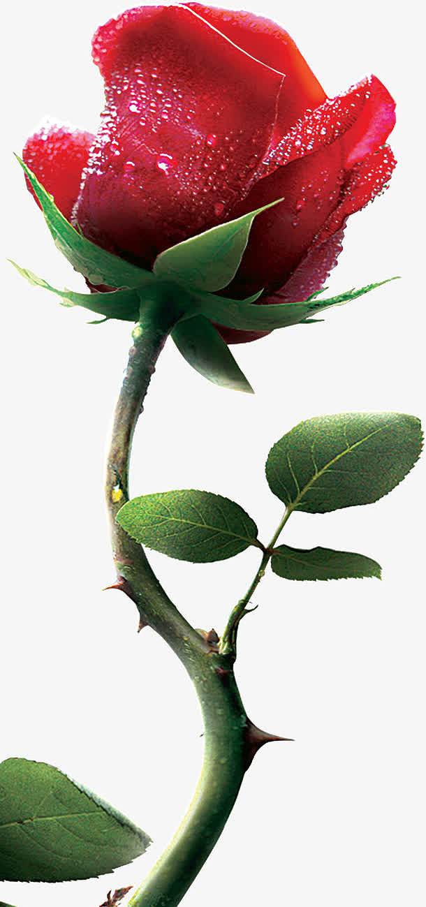 玫瑰花的茎的特点图片