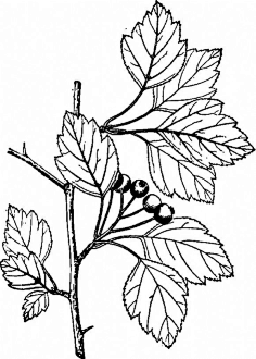 15植物素描薔薇科