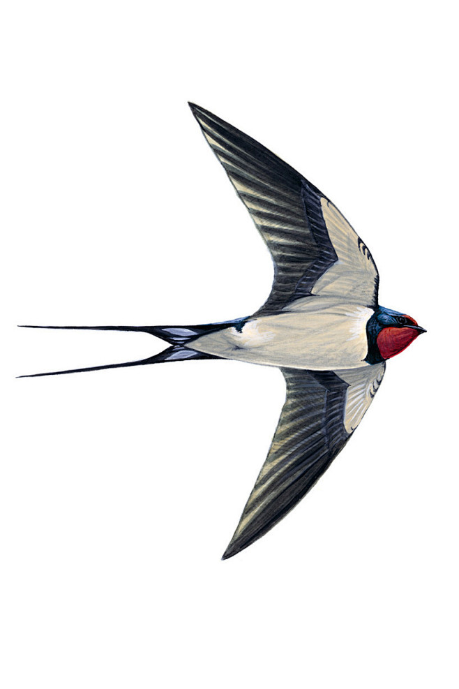 雀形目燕科燕属家燕