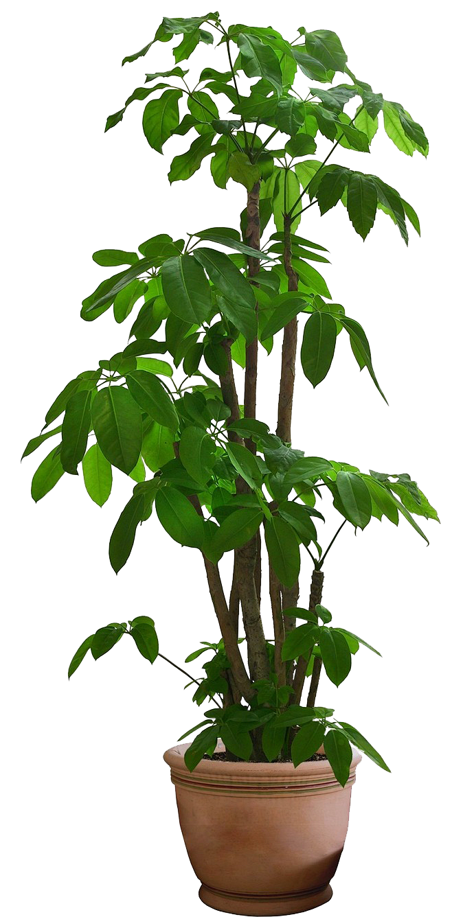 植物盆栽盆景png