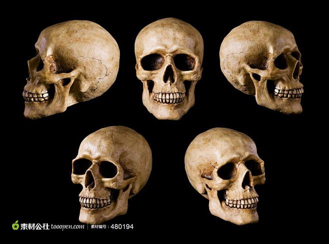 头骨系列美丽的头骨