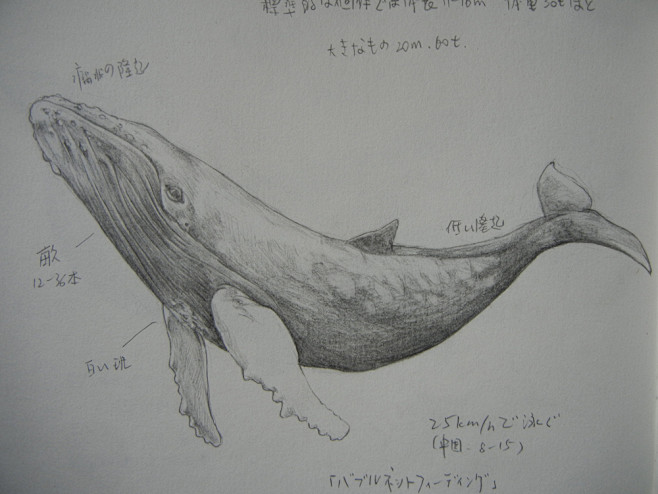 虎鲸素描图片
