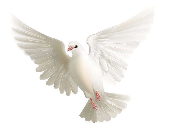 白鸽矢量素材2