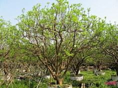 入冬阳光采集到植物造景