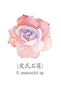 苏门山酒狂采集到【插画】陆集 · 水彩彩铅微景小物