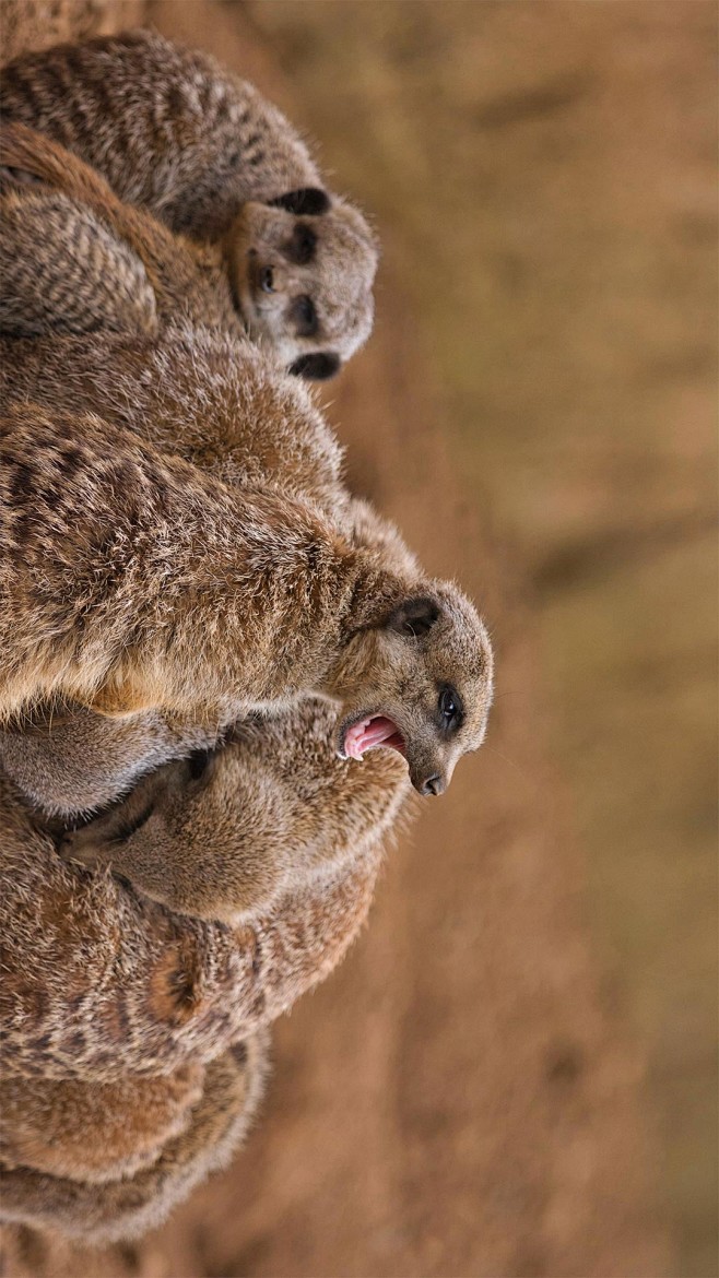 猫鼬一家簇拥在一起08stefbennettshutterstock