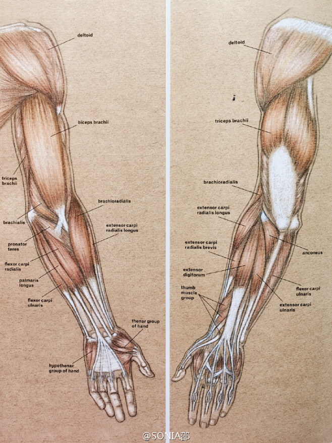 艺用人体解剖胳膊与手部结构源classichumananatomy转需sonia手绘时装