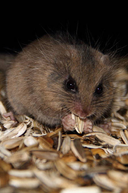 啮齿目睡鼠亚科日本睡鼠