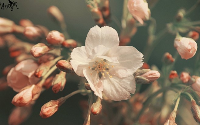 lomo小清新风格花卉摄影桌面壁纸桌面壁纸3