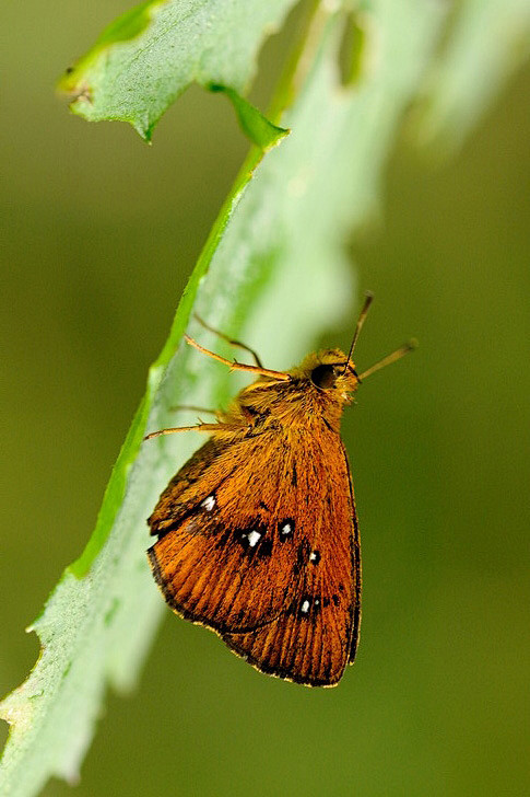 鳞翅目弄蝶科弄蝶