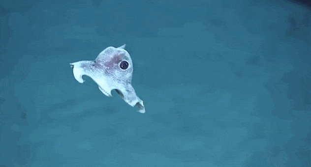 632_340gif 动态图 动图