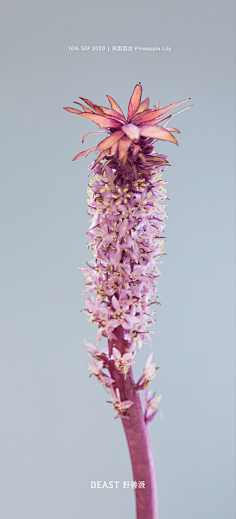 蔡鄙_嘉采集到花、草、树木