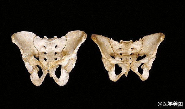 男女骨盆的差别