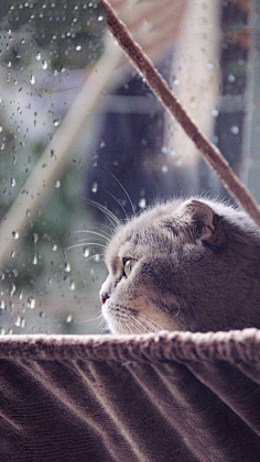 图饭sir采集到【动物~猫咪鹿手机壁纸】